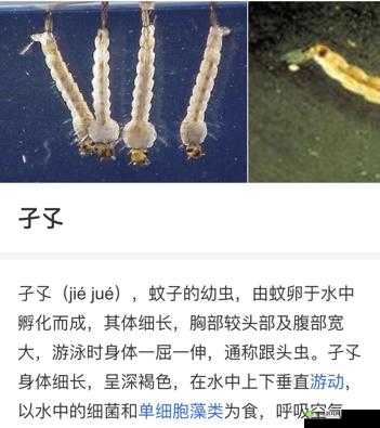 孑孓身份揭秘:宫廷会试答案大全探寻其作为动物幼虫的