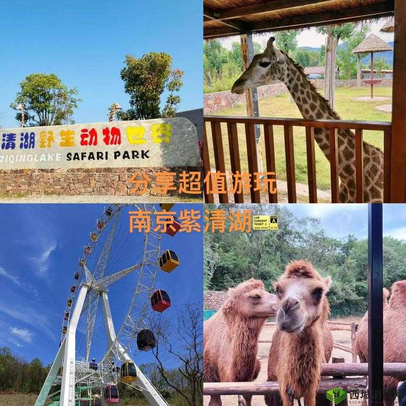 最囧游戏第59关攻略:揭秘动物点击顺序,轻松通关秘籍揭秘