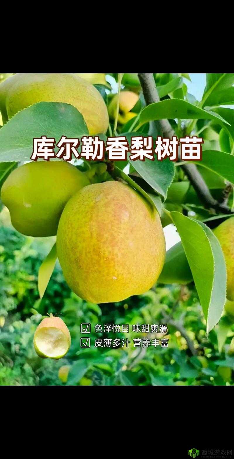 哪种梨有梨中皇后之称:库尔勒香梨