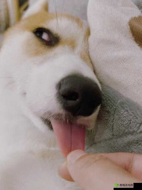 他的舌头好像有魔力一般:令人惊叹的技能