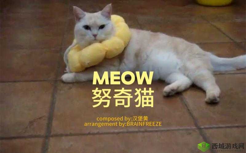 猫咪 MV 最新地域名怎么取:探寻命名之法