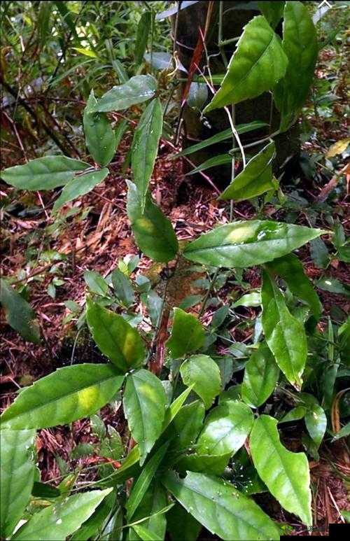 三叶草 gy3543:独特的存在