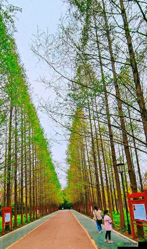 伊春园 2024 入口直达大象:神奇通道