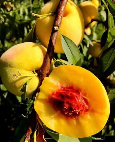 9612 黄桃亚洲品质在线观看：精彩不容错过