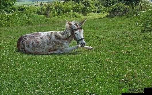 傻大壮长的驴一样的东西:一个独特的存在