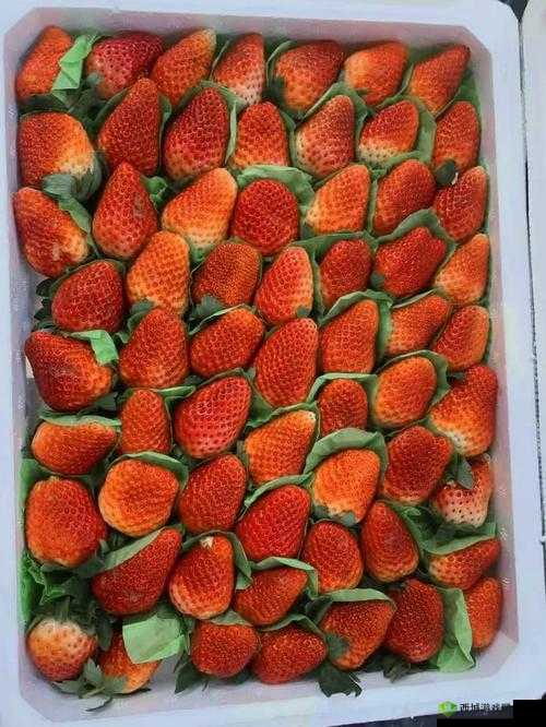 CAOMEI888:甜蜜草莓,视频盛宴等你来