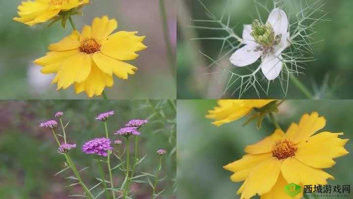 野花直播视频免费高清,使用简单:畅享视觉盛宴