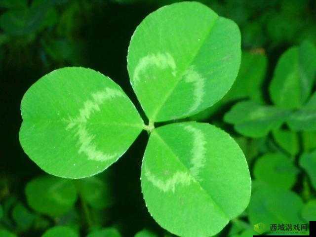 三叶草的春天:美好与希望