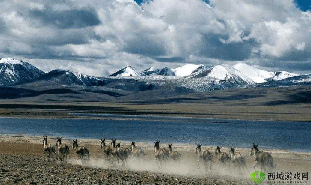 可可西里大但人文艺术:独特的高原魅力展现