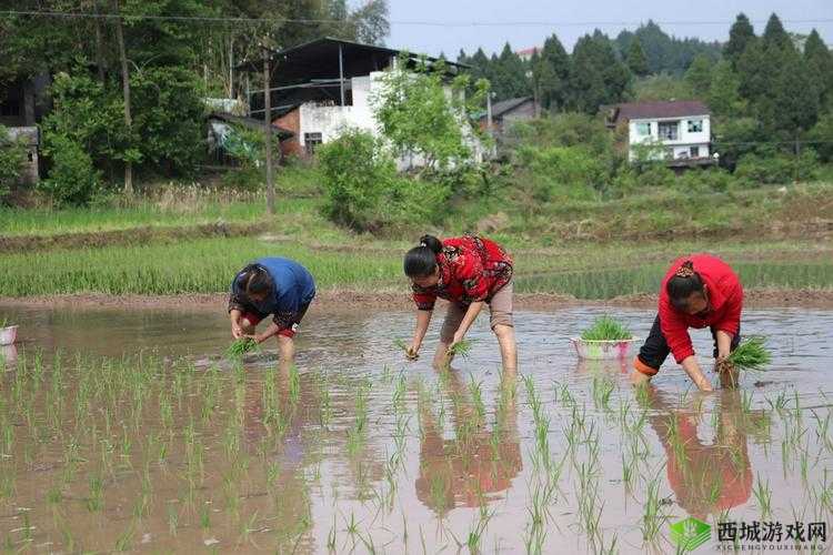 插秧七十二招式全解：详细展示插秧招式