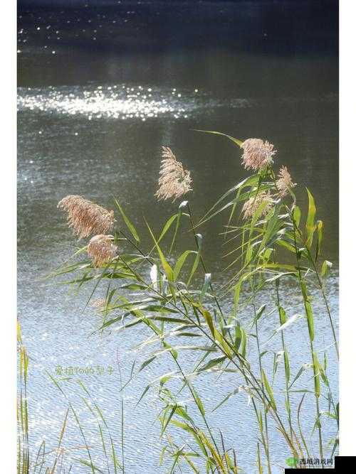 芦苇丛深处中的温情：静谧时光里的脉脉暖意