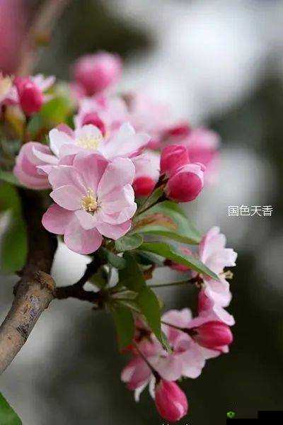 亭亭玉立:国色天香四月天科普,带你走进春天