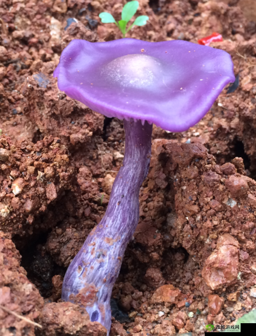 紫色的蘑菇根很粗大能吃吗：食用安全性探讨