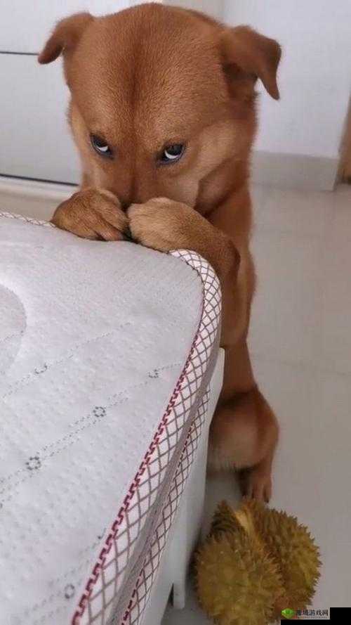 知道错了，请主人教训：主人，我真的错了