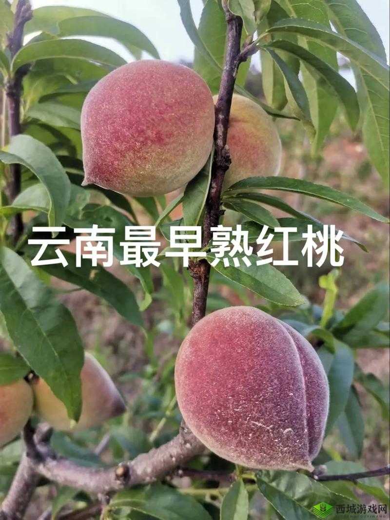 无人一区二区区别红桃内幕揭秘:背后的真相
