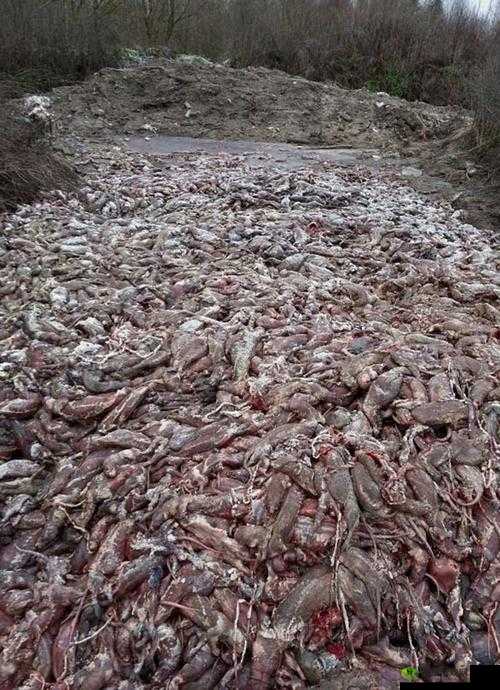 AAAA 级毛皮是纯还是仿：真相大揭秘