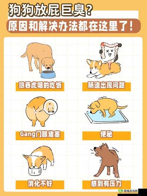 狗狗的东西又硬又烫又臭怎么办:原因及解决办法