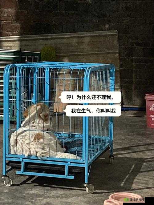 老牛嫩草一二三产品区别是什么:详细对比分析