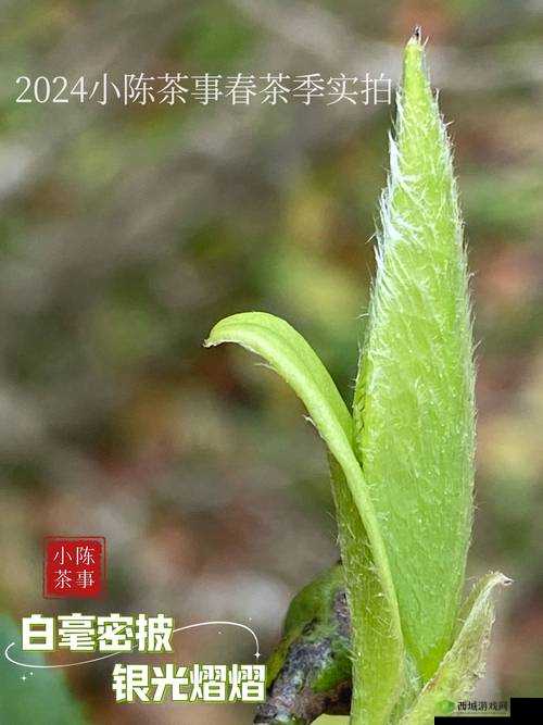 一号嫩叶草和二号嫩叶草的区别:特点与差异解析