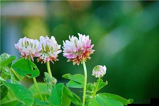 三叶草 gw5856:独特的植物魅力