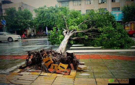 南方潮湿到树都长出气生根了:大自然的奇妙现象