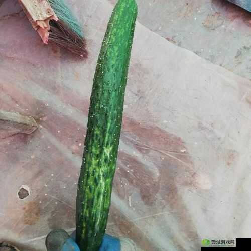 黄瓜皮的好处和坏处：全面解析