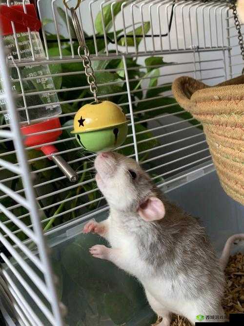 两个球球晃来晃去：令人好奇的景象