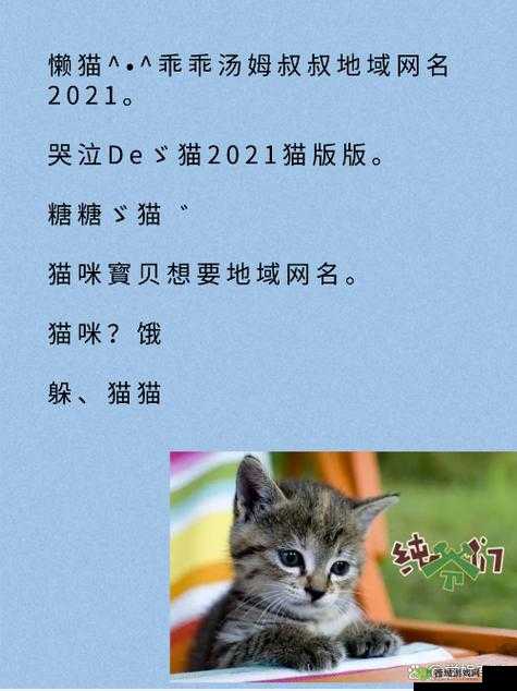 猫咪 MV 最新地域网名怎么取：探索独特取名思路