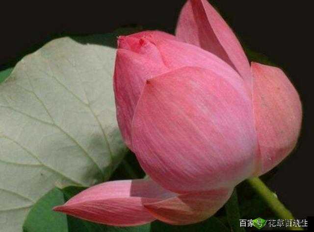 女性半夜莲花开放是否会自愈