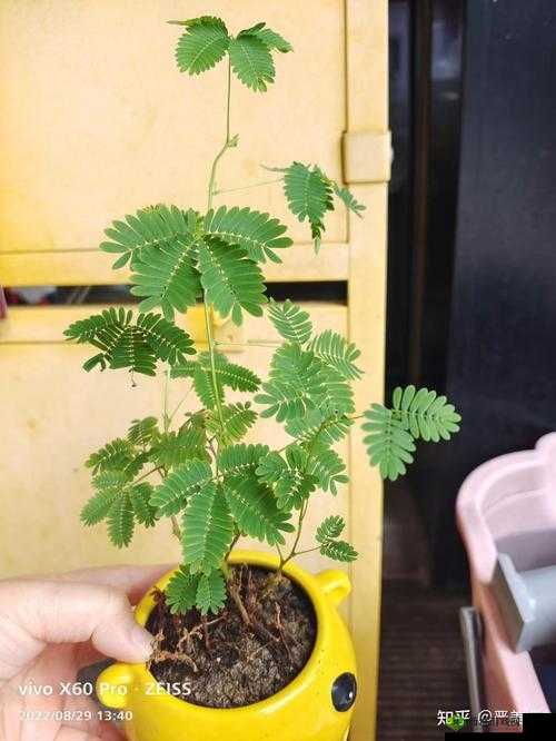 含羞草成年实验所的秘密探索