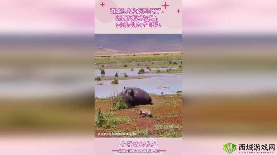 蘑菇视频爆料黑料吃瓜：精彩大揭秘