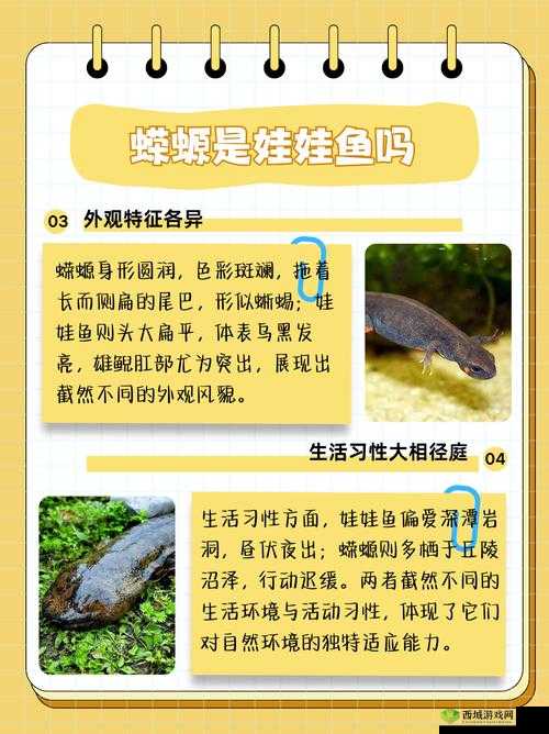 蝾螈养成计划:探索两栖世界的奇妙之旅