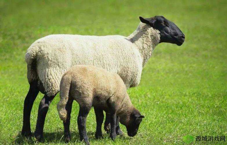 羊的水门打开图解：生殖器官科普图