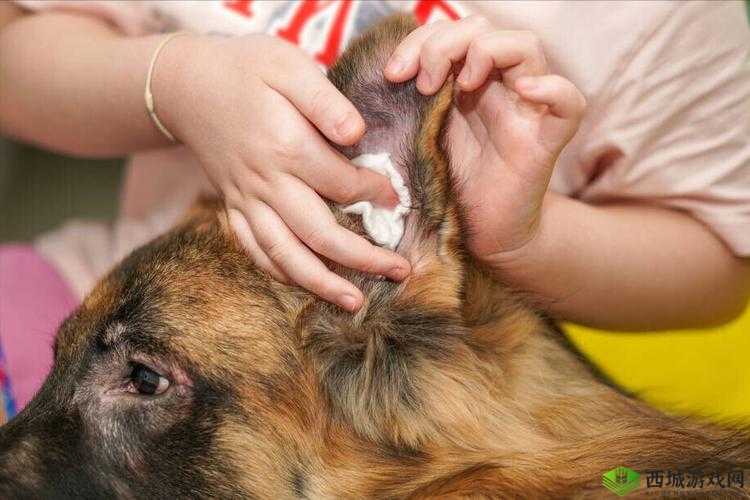 狗狗的东西又硬又烫又臭,怎么办?