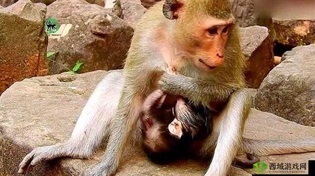 两人生猴子全程无被子：令人震惊的一幕