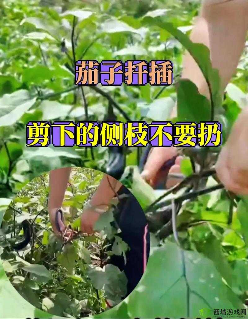 茄子种植新纪元:茄子的栽培方法到精细化配置与管理 —— 安装配置手册说明全攻略