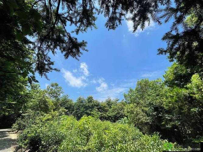 生猴子软件免费且实用的绝佳选择