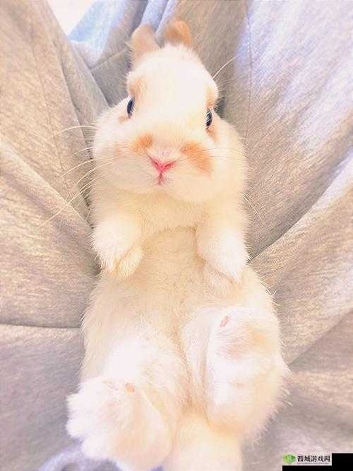 咬小兔兔:是站着还是躺着?