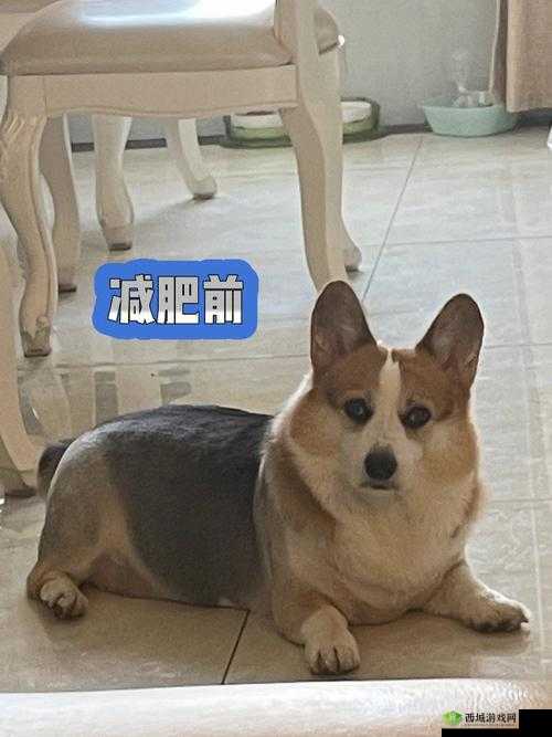 日本 MINDUP 狗与普通版对比：差异惊人