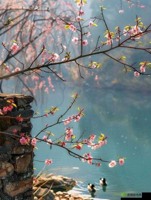 当桃花盛开的时候：春的浪漫邀约