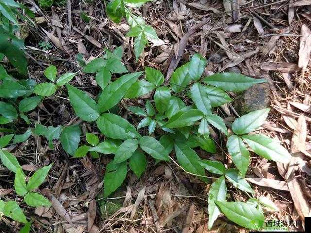 三叶草gw9355:独特的植物品种