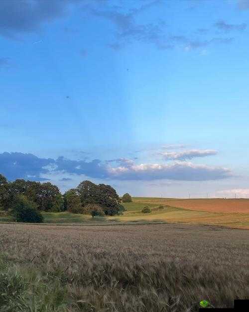 以森林中的那片田为背景的截图预览——探寻自然的馈赠与宁静的田园风光
