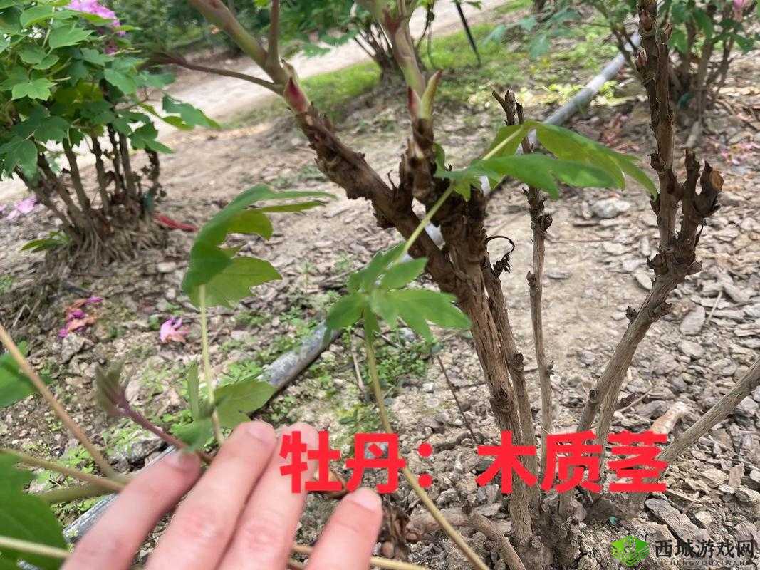 国色天香和日式的区别:风格特色之探究