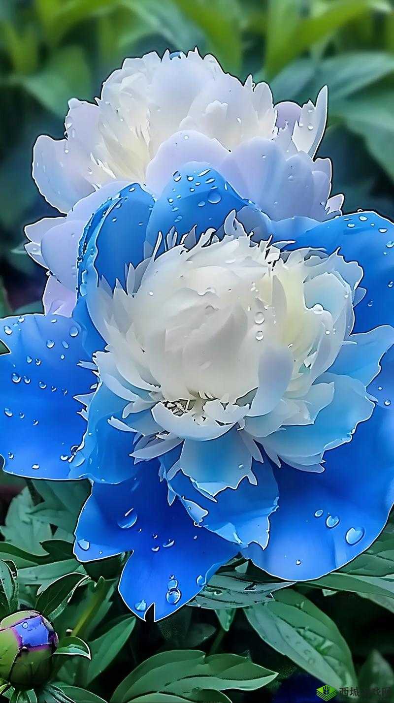 解析摩尔庄园里象征尊贵的花中之王牡丹花的独特魅力