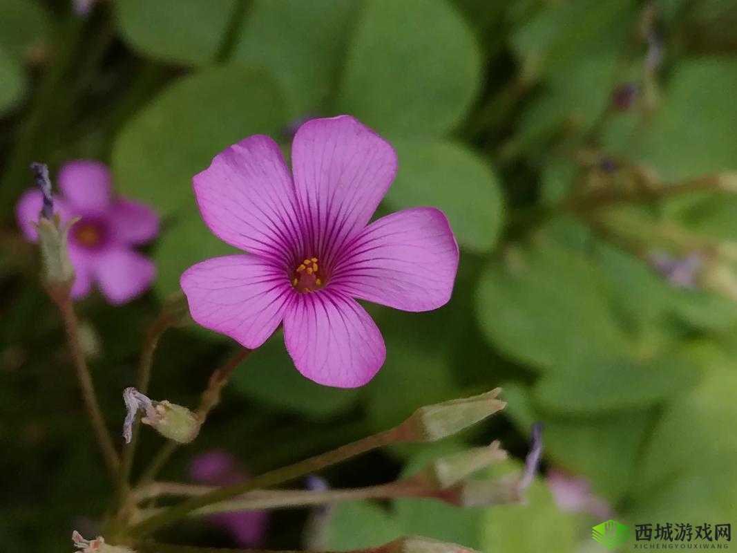 三叶草 gy3543:独特魅力之所在