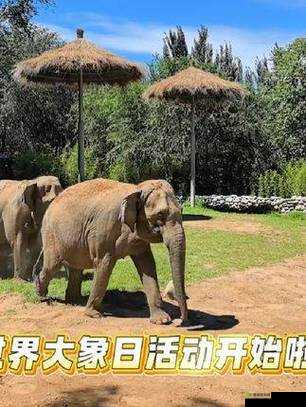 伊春园 2025 入口直达大象:探索未知的奇妙之旅