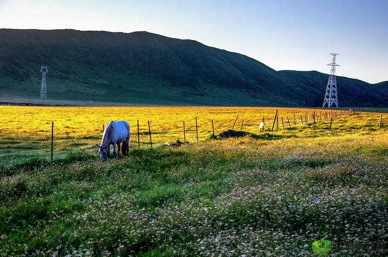 ZoomkooL 牧场视频精彩集锦：不容错过的瞬间