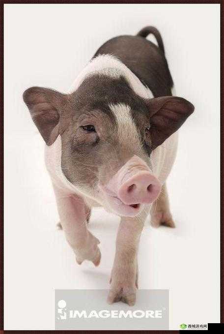 美国ZOOM 动物:神奇的生物世界