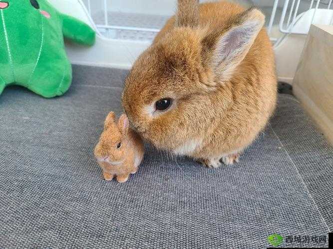 咬小兔兔的正确咬法:轻咬小兔兔的耳朵