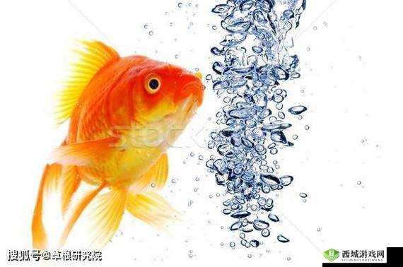 一夹一放怎么放和锦鲤吸水区别是什么：详细解析